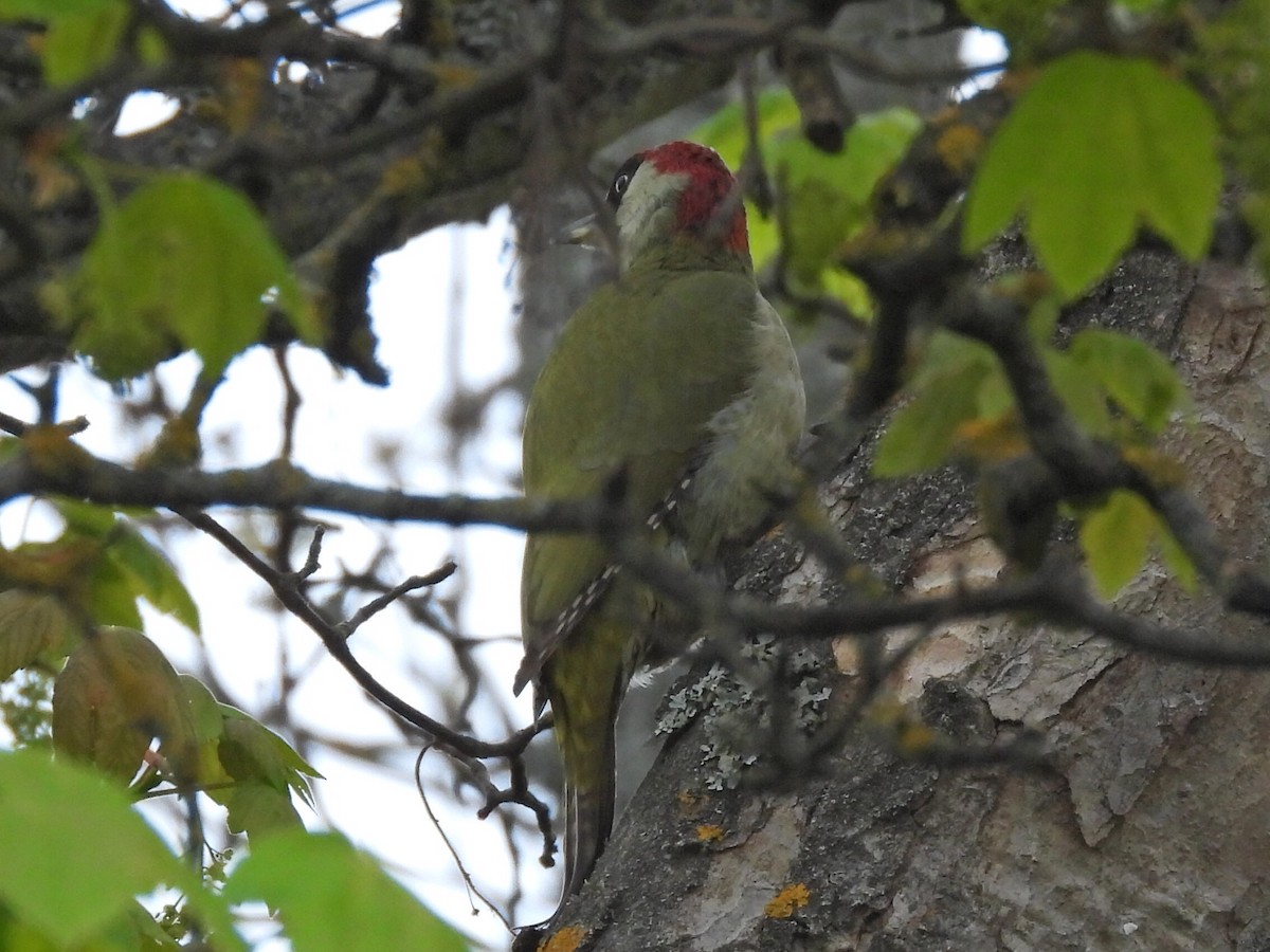 Eurasian Green Woodpecker - ML635539916