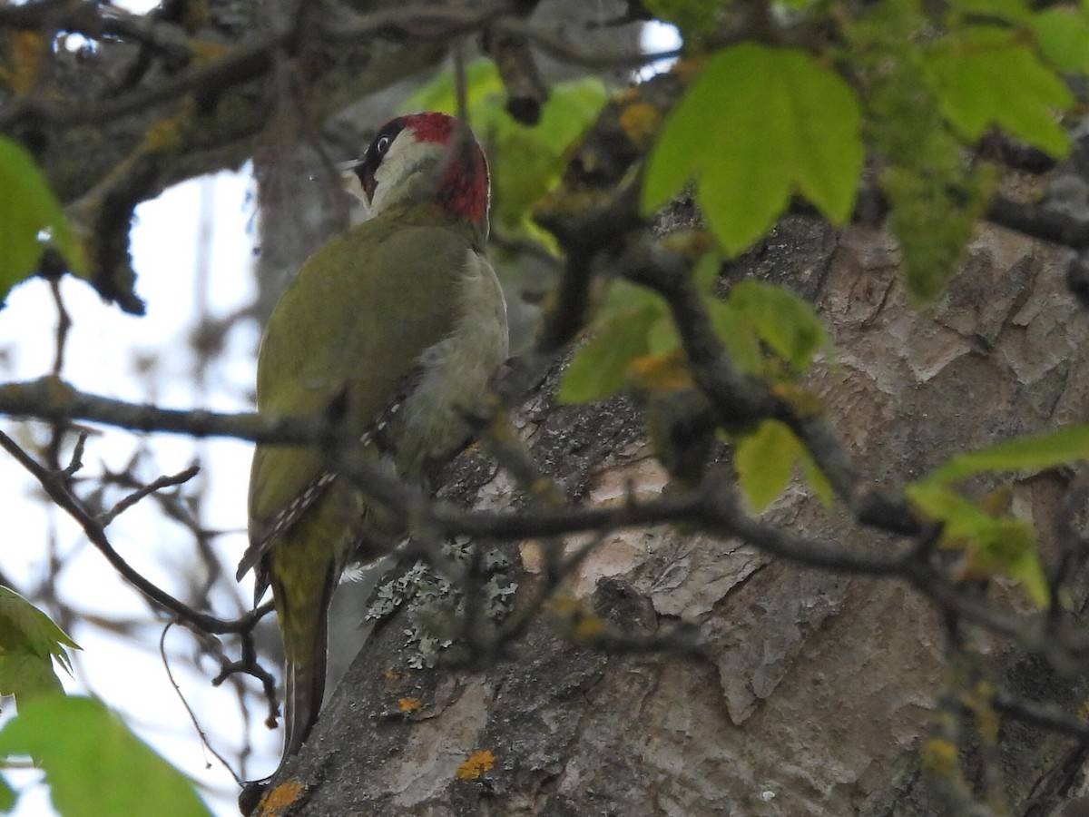 Eurasian Green Woodpecker - ML635539917