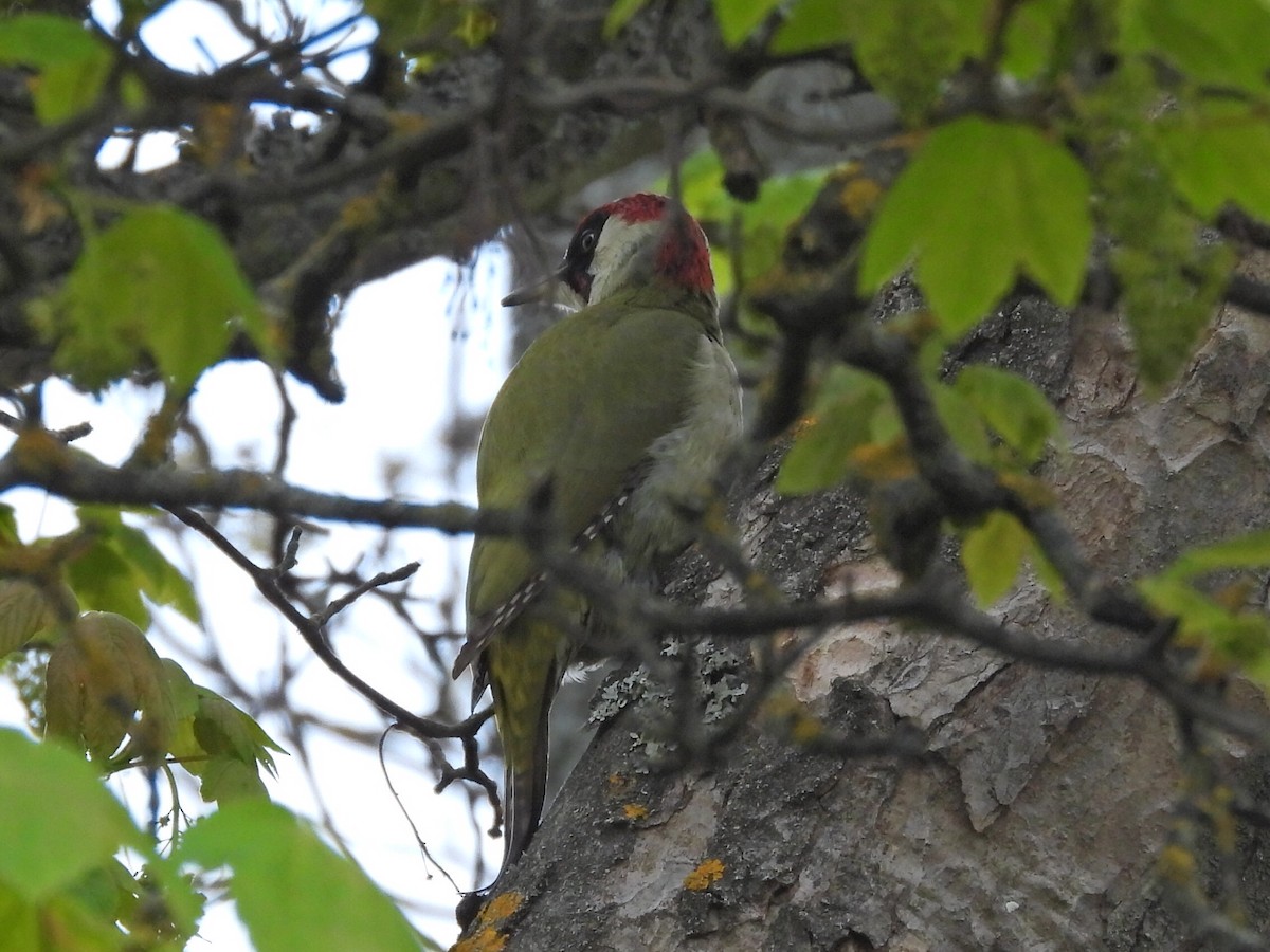 Eurasian Green Woodpecker - ML635539918