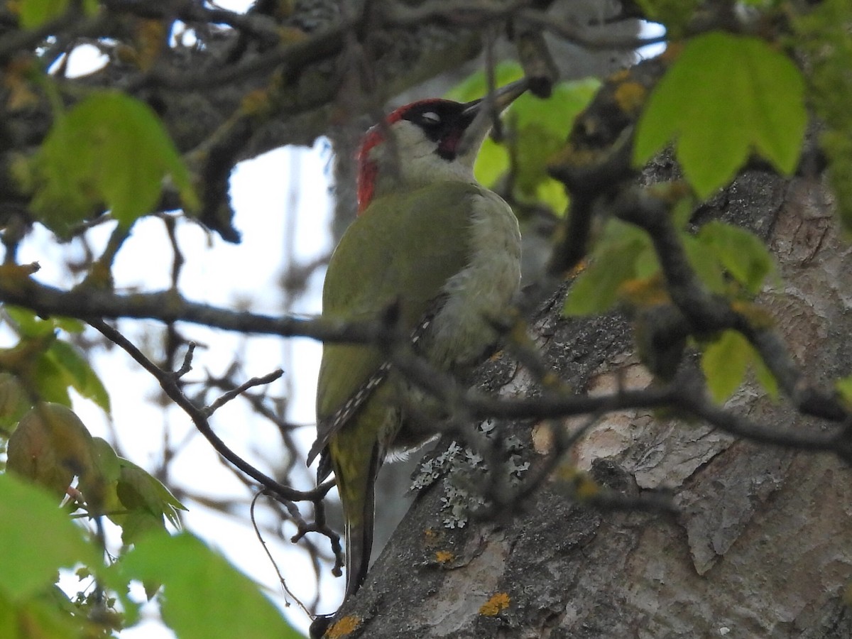 Eurasian Green Woodpecker - ML635539919