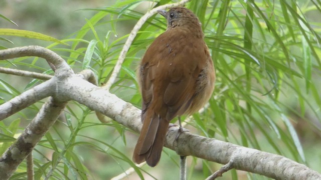 Cocoa Thrush - ML635539933