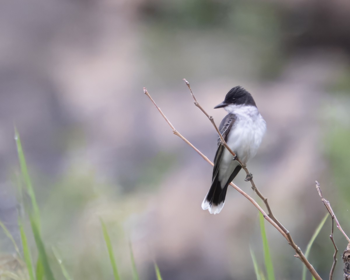 Eastern Kingbird - ML635539958