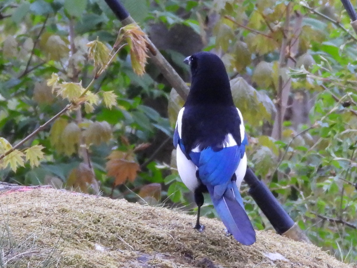 Eurasian Magpie - ML635539998