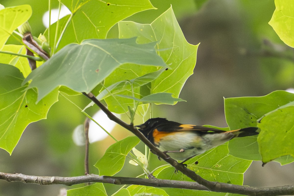 American Redstart - ML635540004