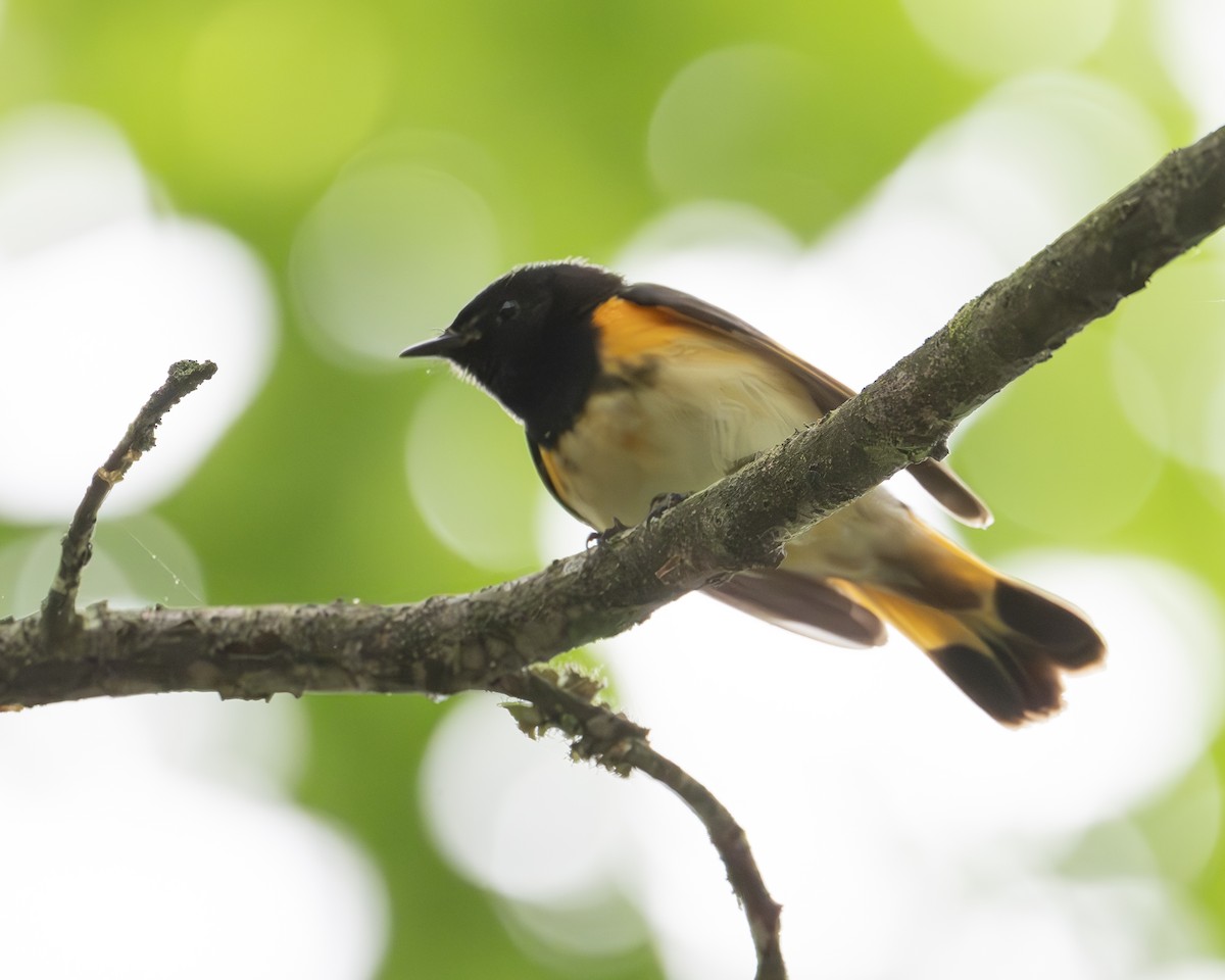 American Redstart - ML635540006