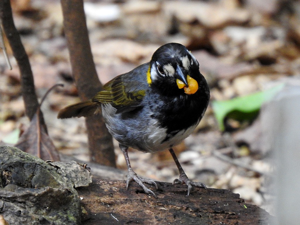 White-eared Ground-Sparrow - ML635540030