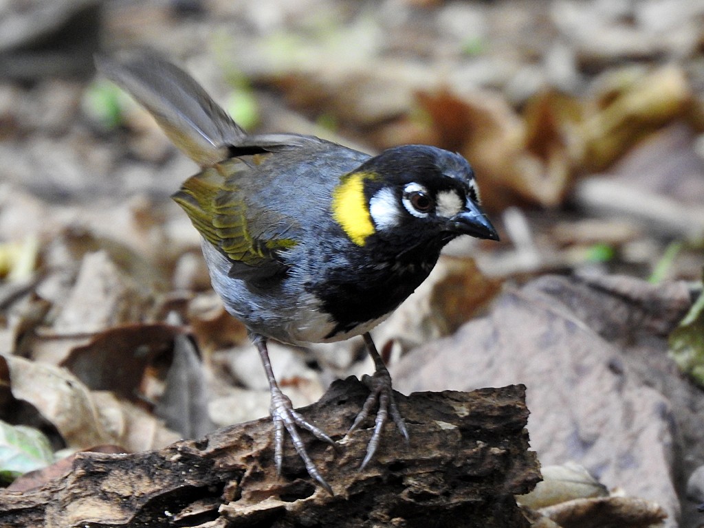 White-eared Ground-Sparrow - ML635540031