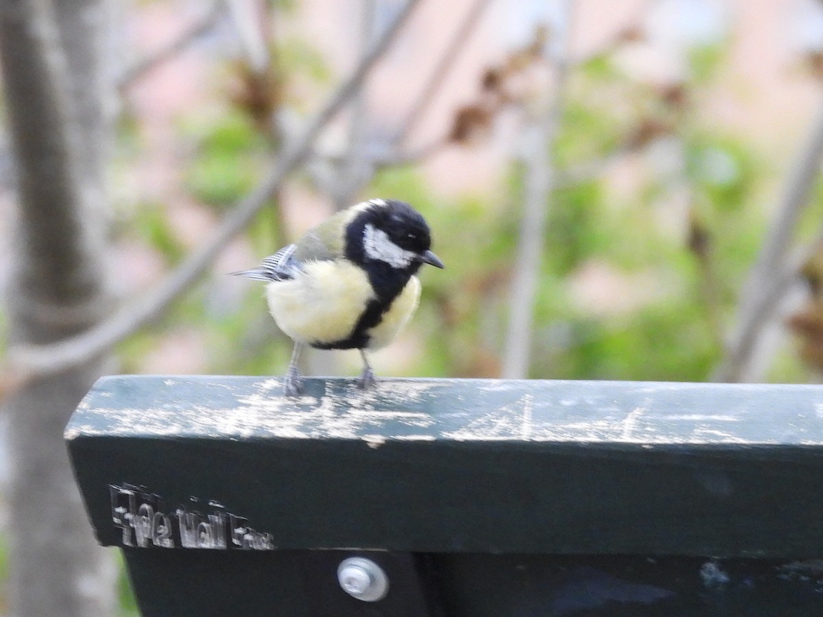 Great Tit - ML635540037