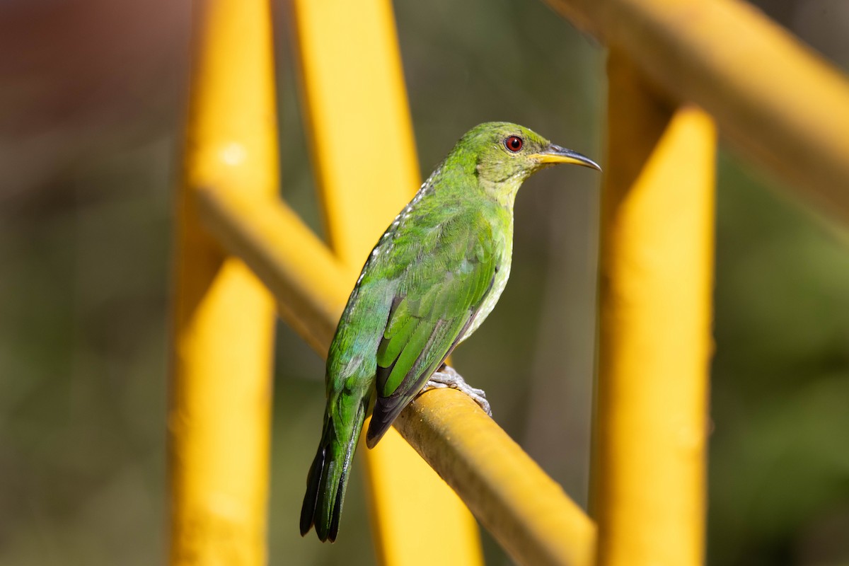 Green Honeycreeper - ML635540047