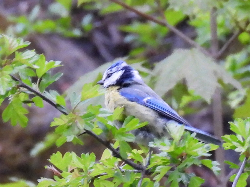 Eurasian Blue Tit - ML635540048