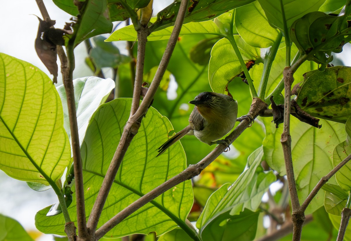 Calabarzon Babbler - ML635540061