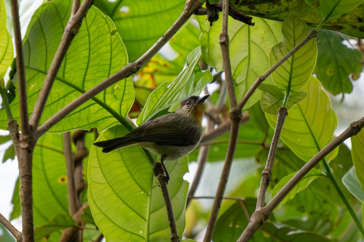 Calabarzon Babbler - ML635540064
