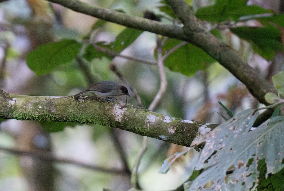 Calabarzon Babbler - ML635540067