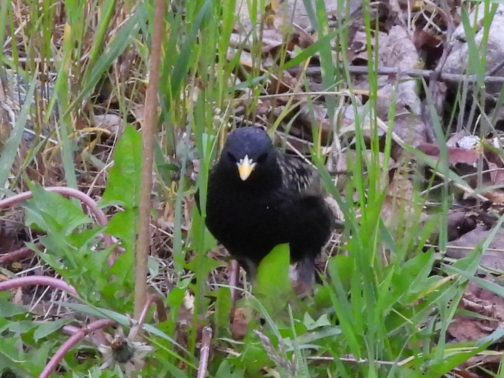 歐洲椋鳥 - ML635540081