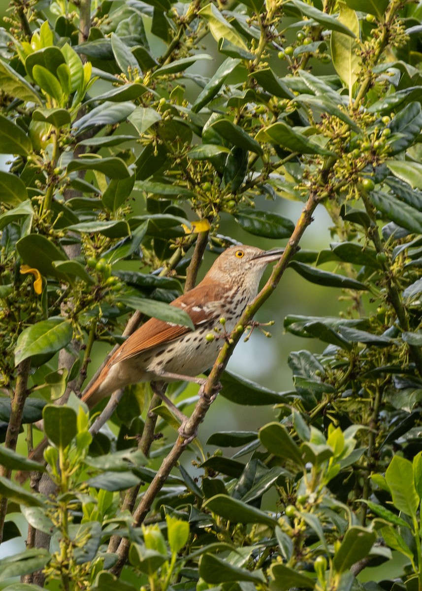 Brown Thrasher - ML635540088