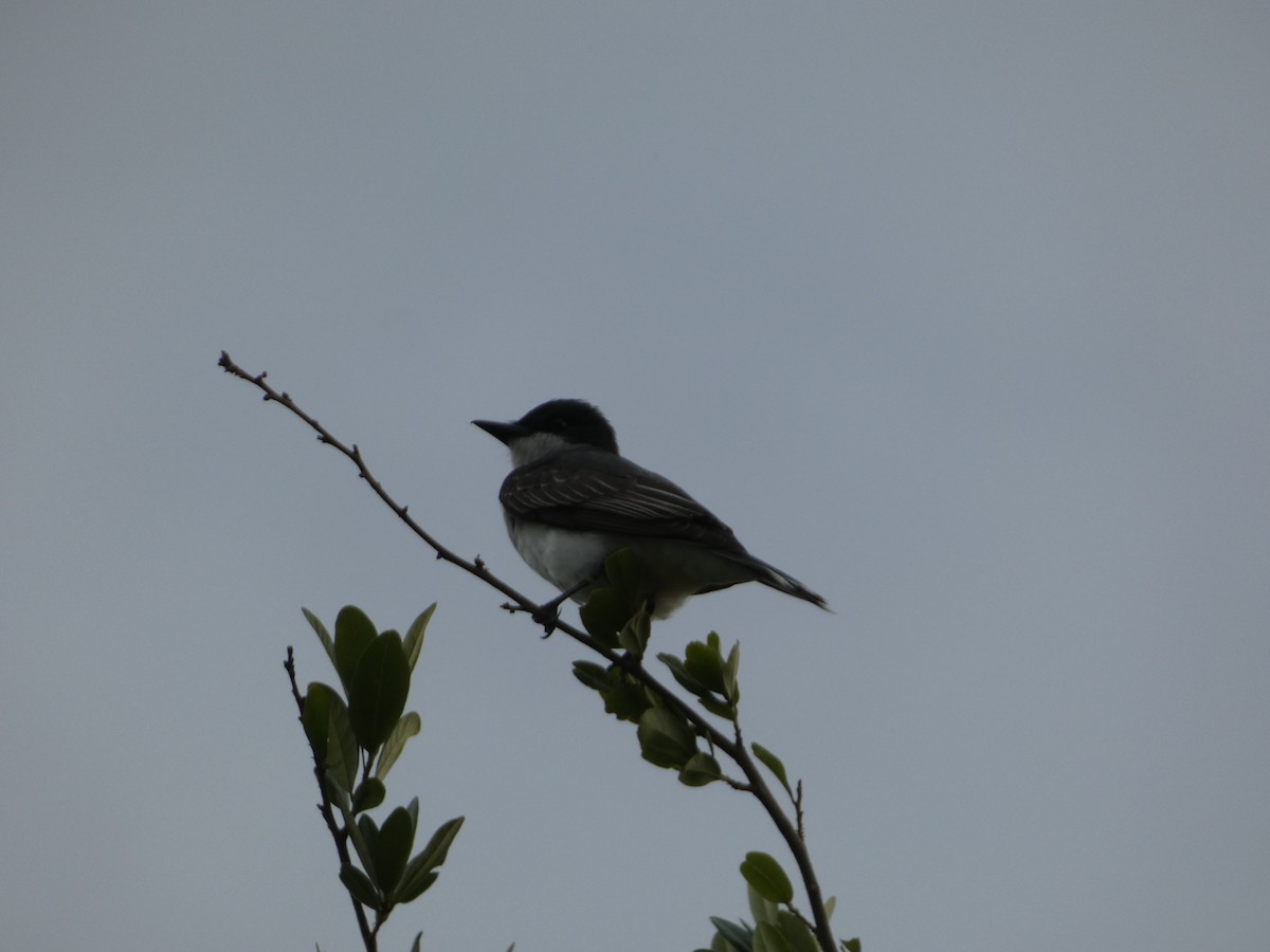 Eastern Kingbird - ML635540093