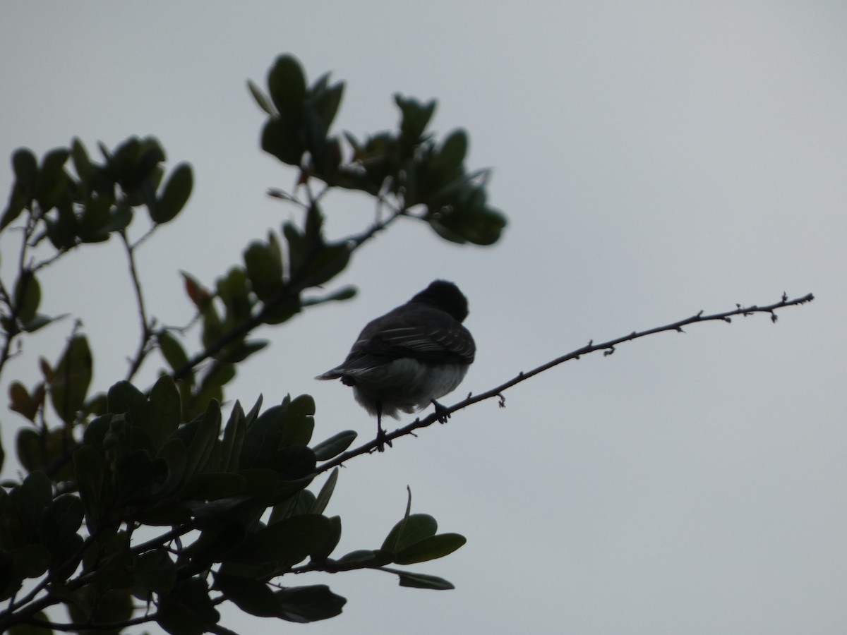 Eastern Kingbird - ML635540095