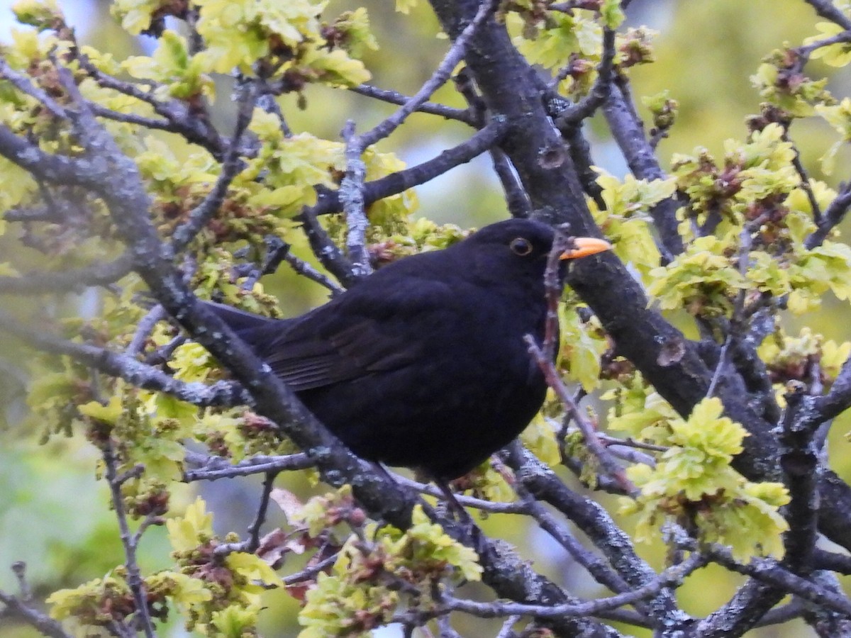 Eurasian Blackbird - ML635540096