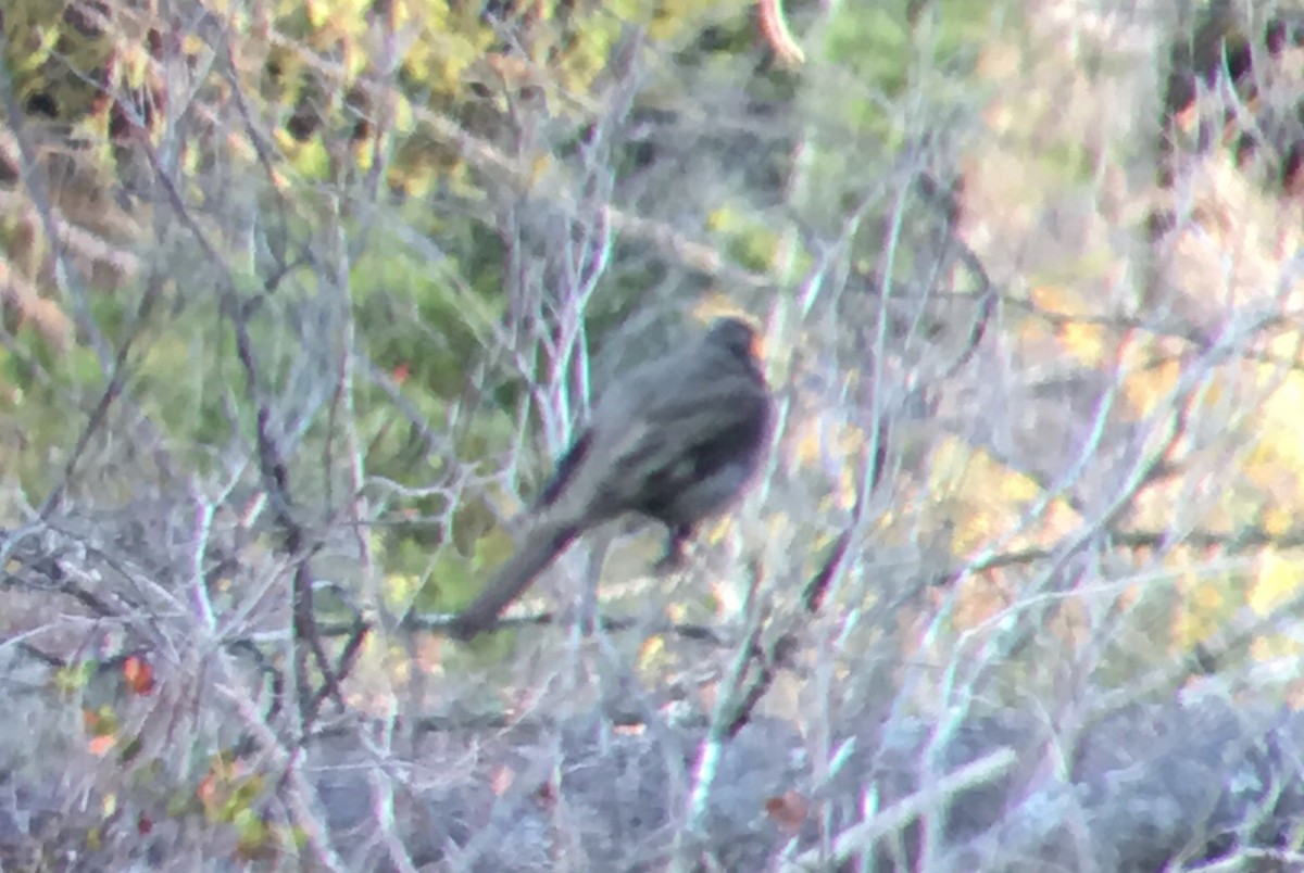 Townsend's Solitaire - ML63554011