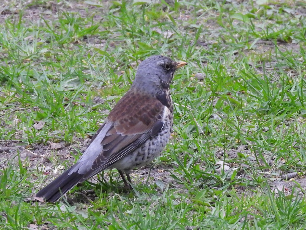 Fieldfare - ML635540120