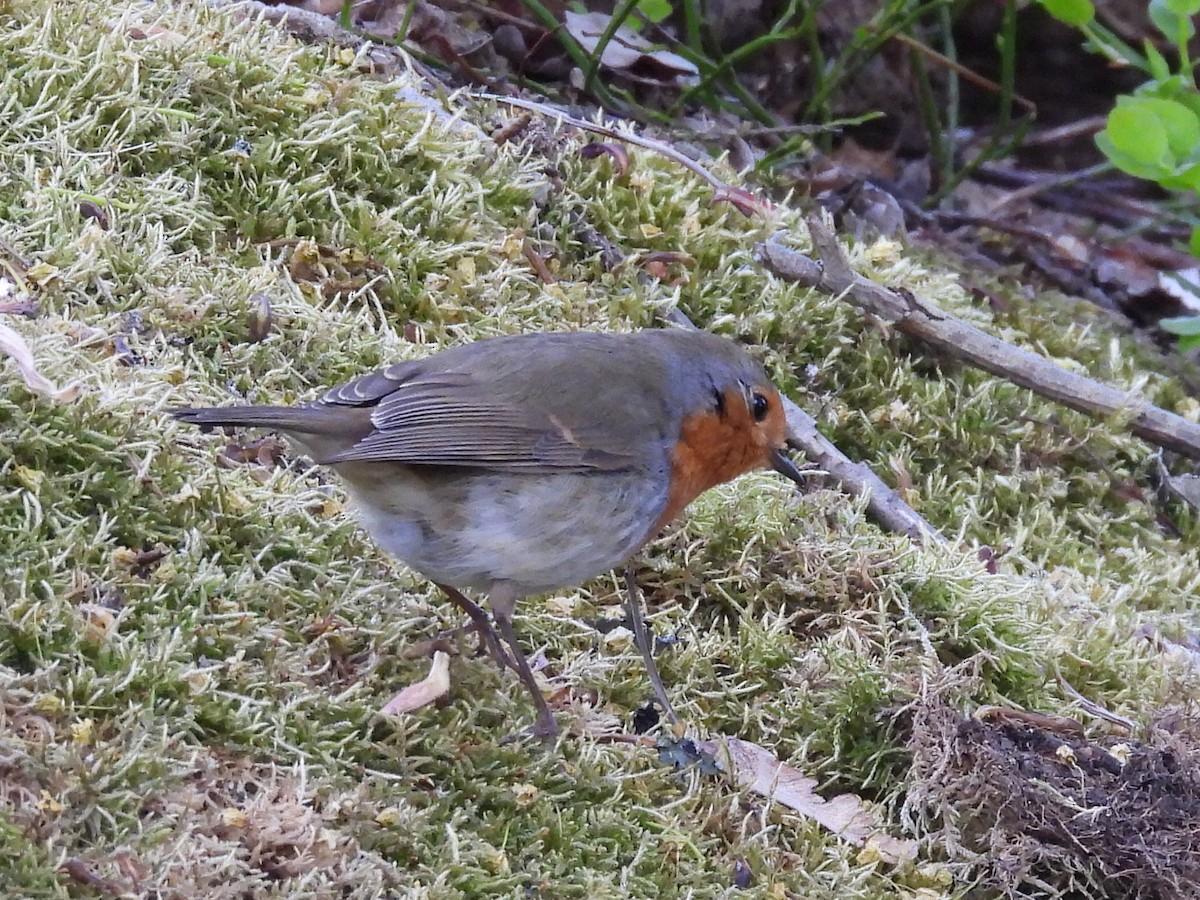 European Robin - ML635540134