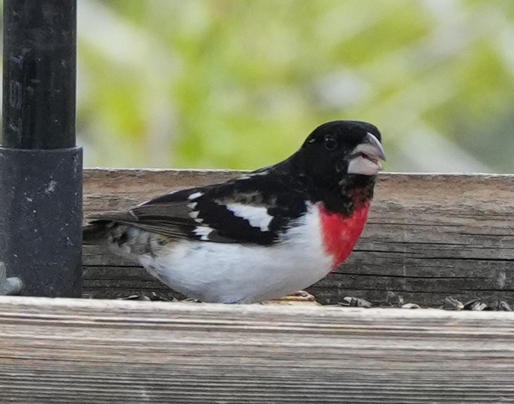Rose-breasted Grosbeak - ML635540140