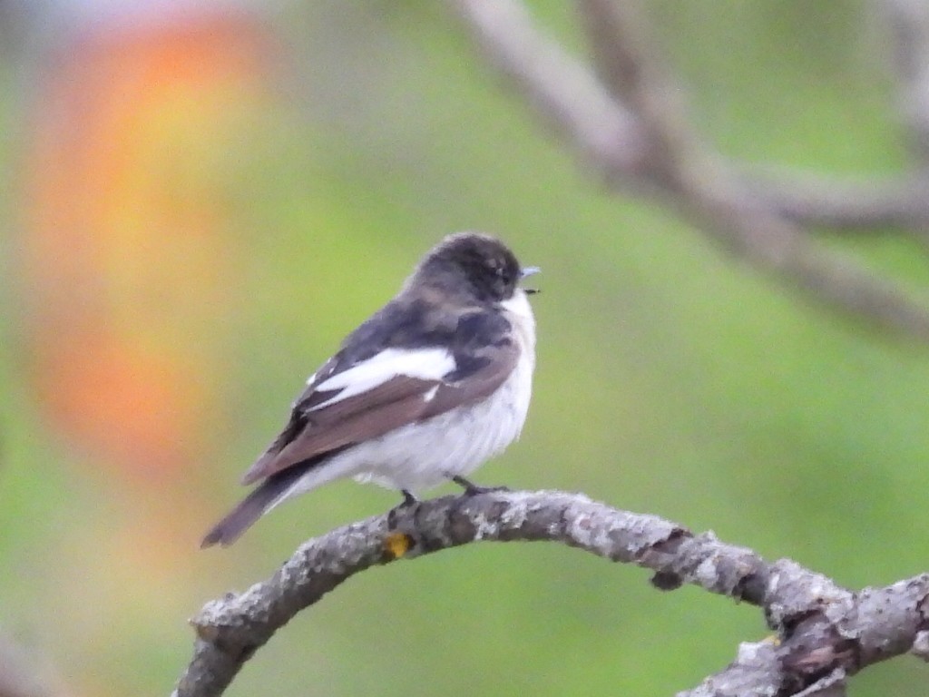 European Pied Flycatcher - ML635540184