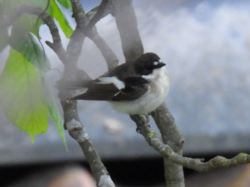 European Pied Flycatcher - ML635540185
