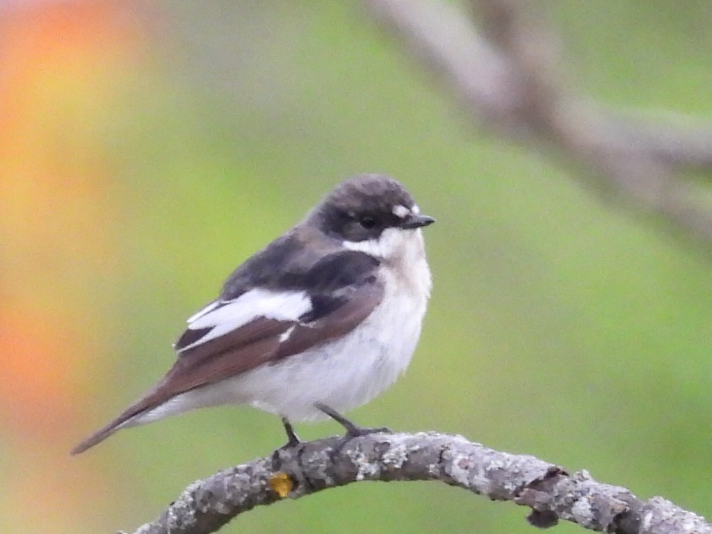 European Pied Flycatcher - ML635540186