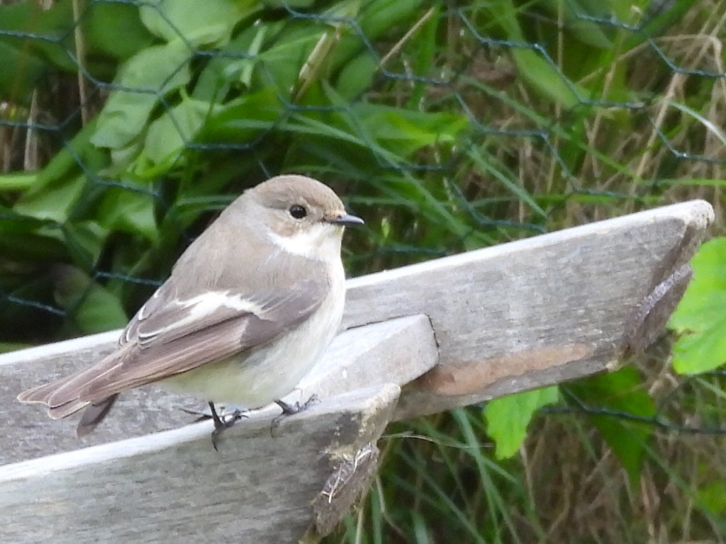European Pied Flycatcher - ML635540188