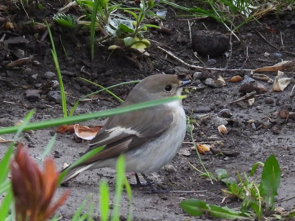 European Pied Flycatcher - ML635540189