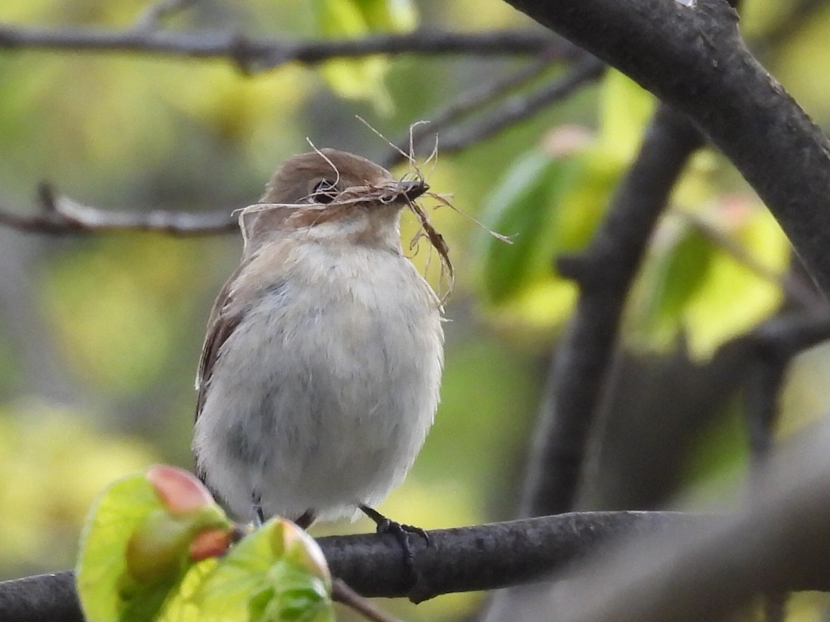 European Pied Flycatcher - ML635540190
