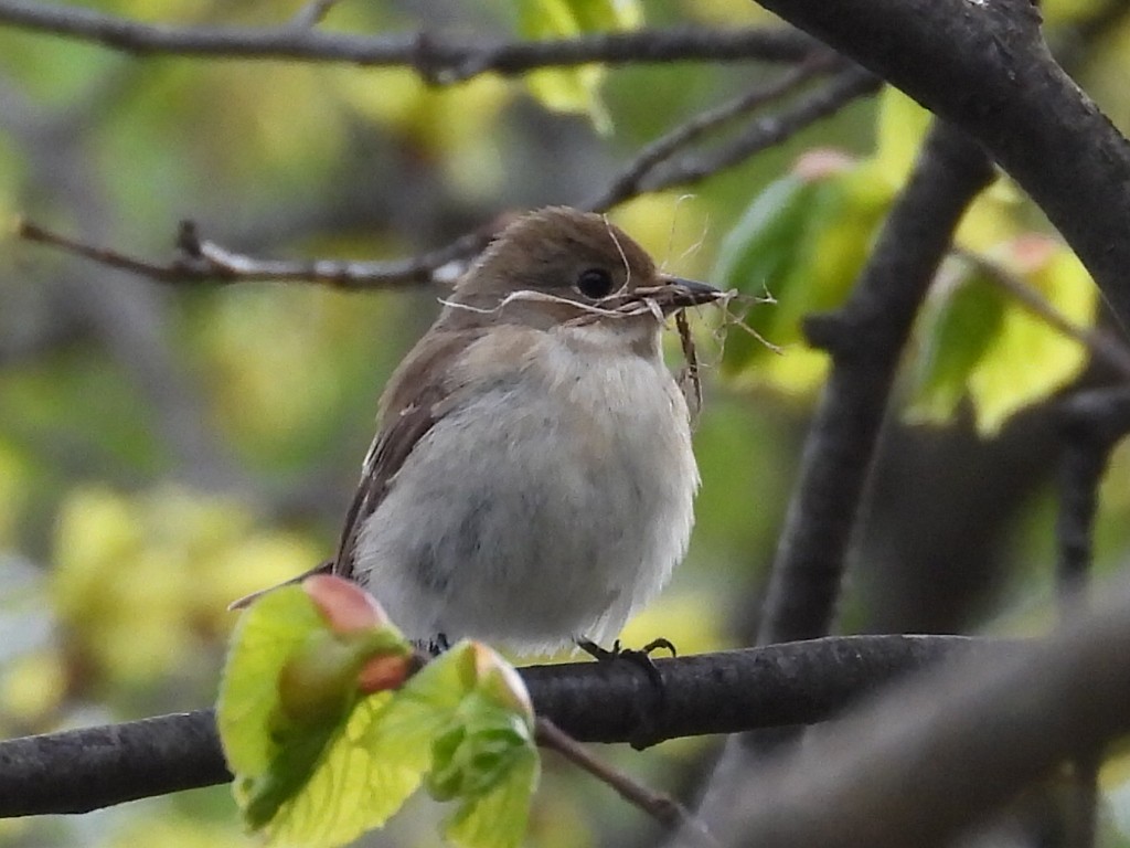 European Pied Flycatcher - ML635540191