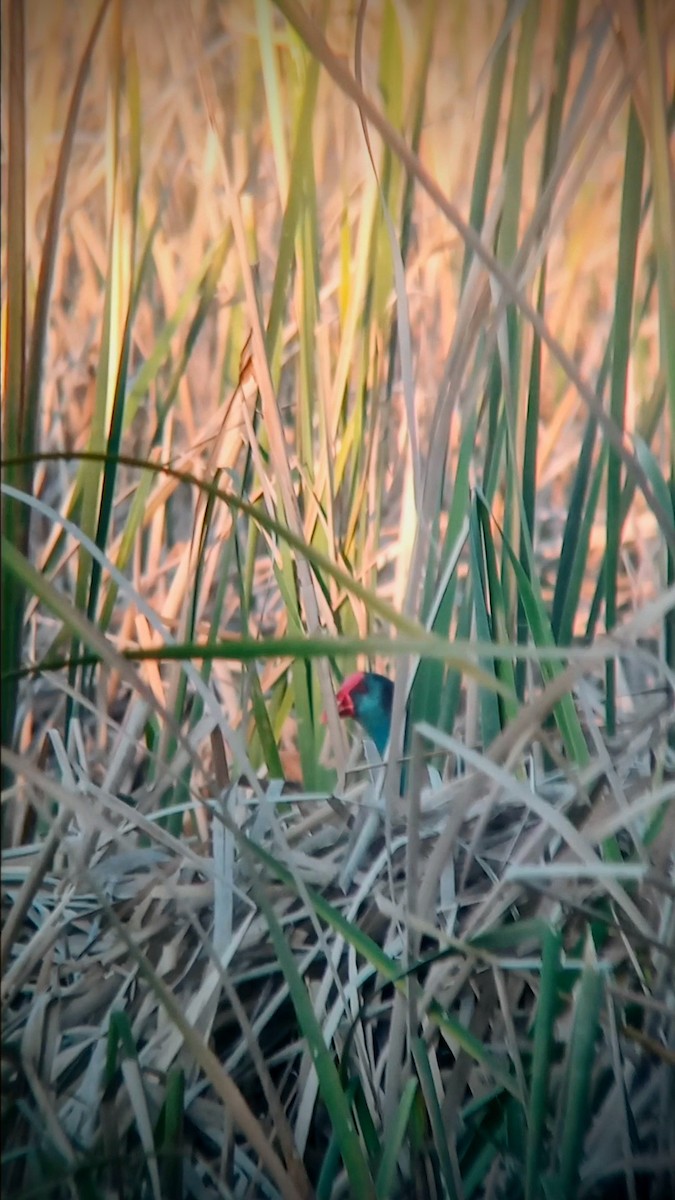 African Swamphen - ML635540203