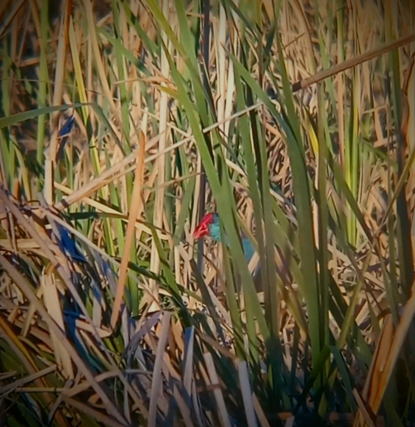 African Swamphen - ML635540204