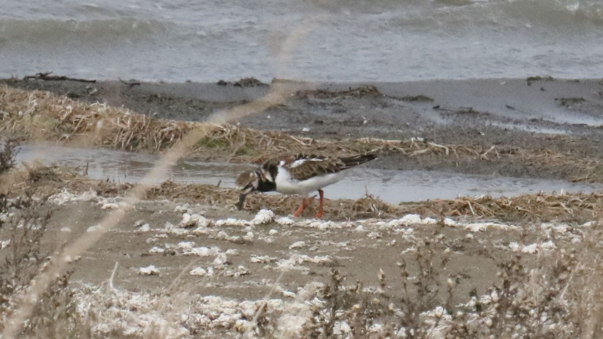 Ruddy Turnstone - ML635540223