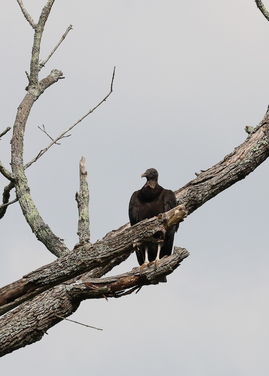 Black Vulture - ML635540286