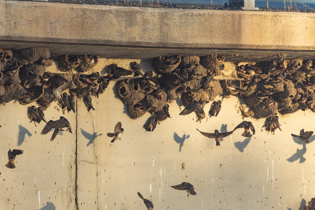 Cliff Swallow - ML635540299