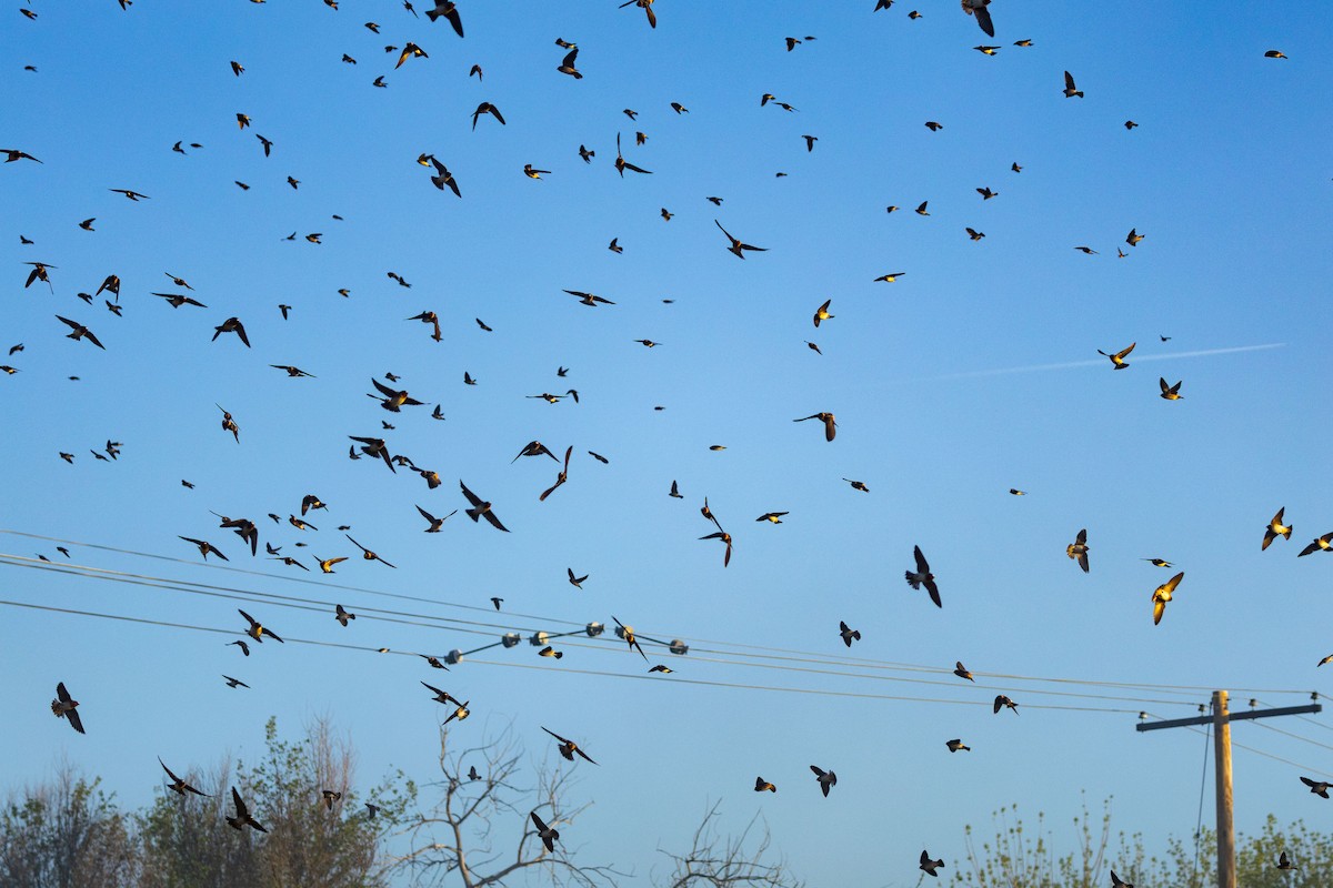 Cliff Swallow - ML635540302