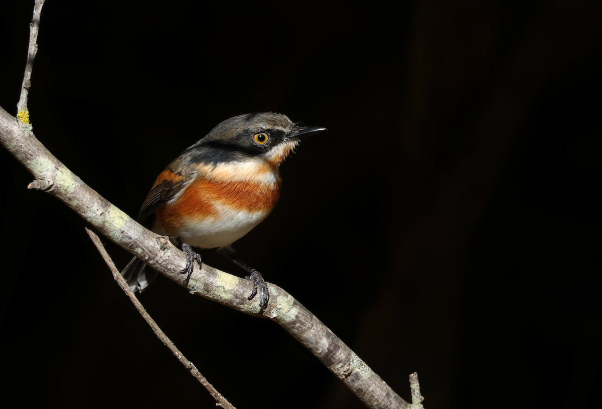 Cape Batis (Cape) - ML635540305