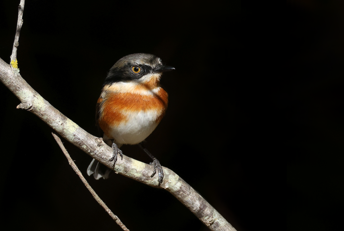 Cape Batis (Cape) - ML635540347