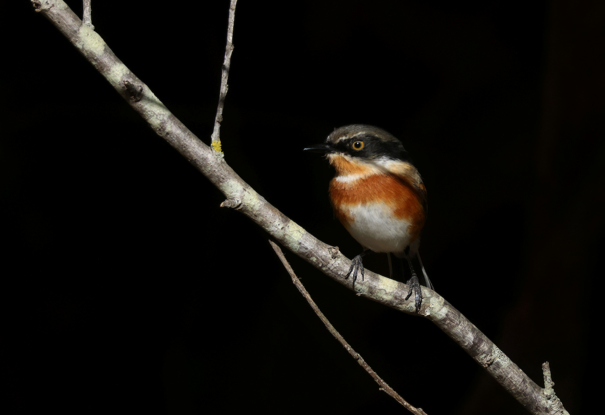 Cape Batis (Cape) - ML635540362