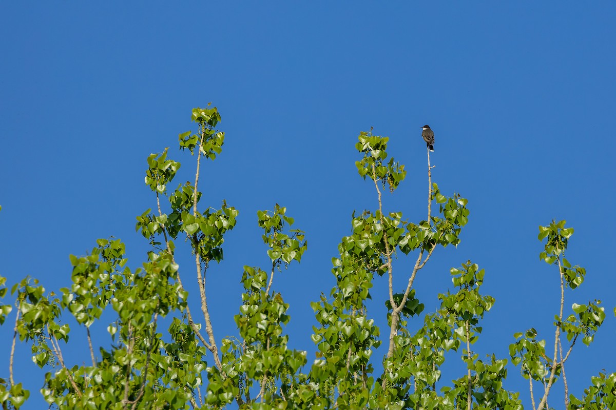 Eastern Kingbird - ML635540428