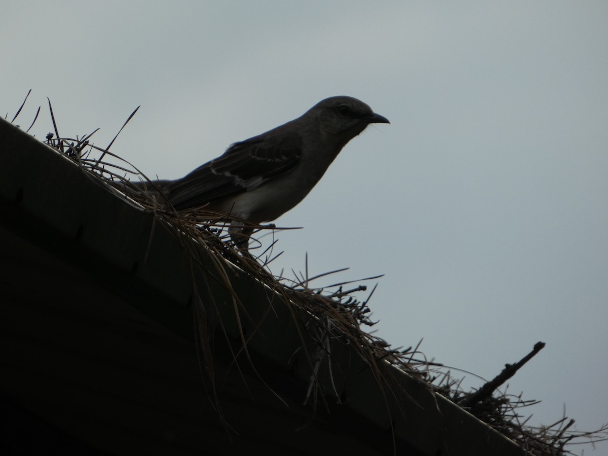 Northern Mockingbird - ML635540492