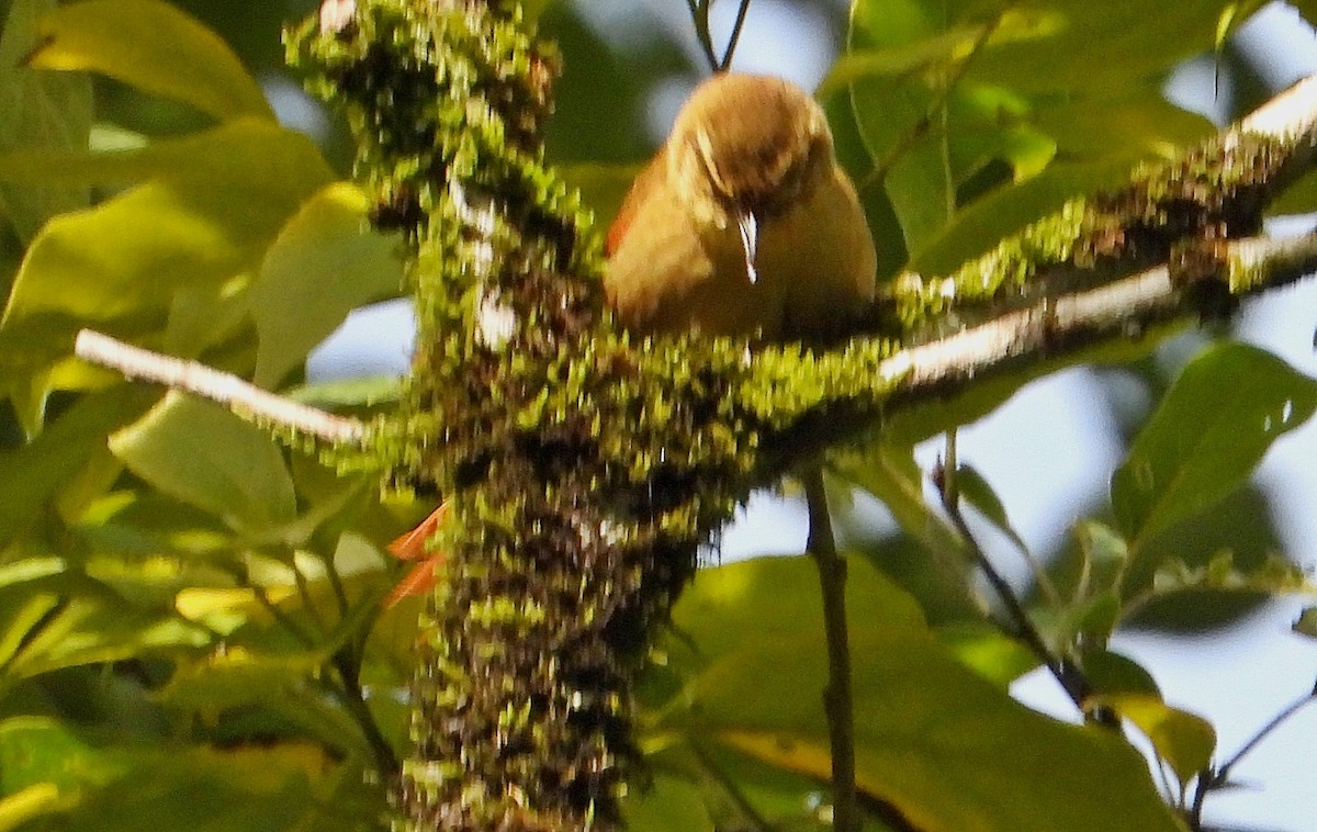 Olive Spinetail - ML635540534