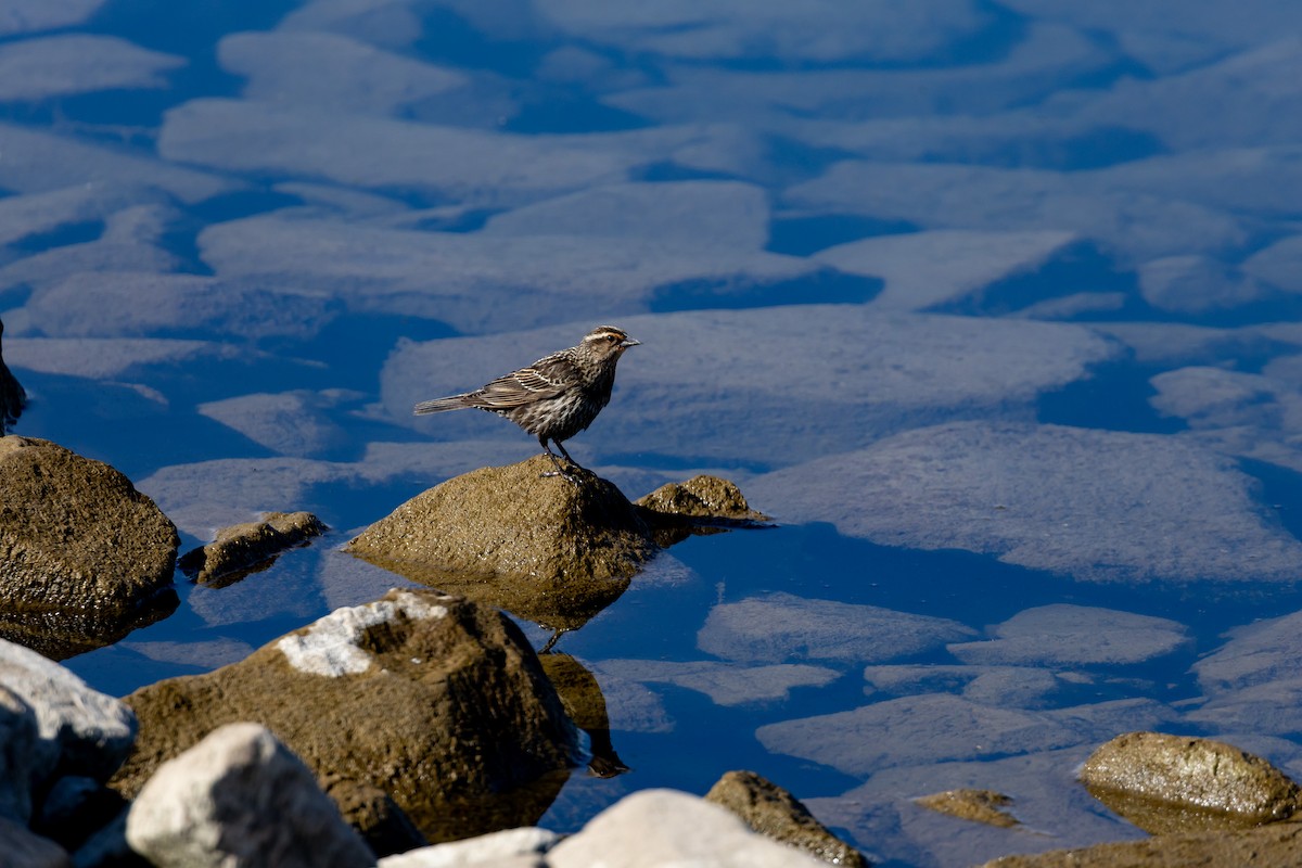 Red-winged Blackbird - ML635540556