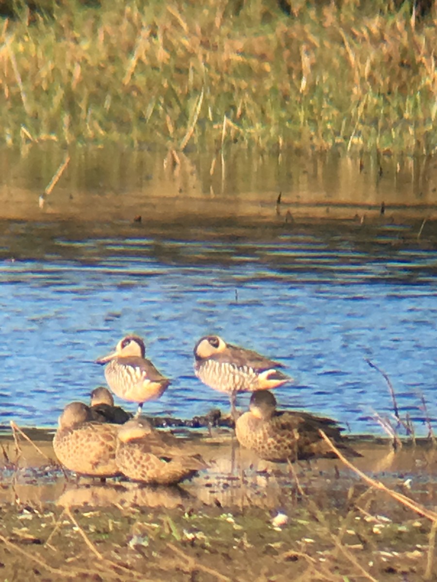 Pink-eared Duck - ML63554061