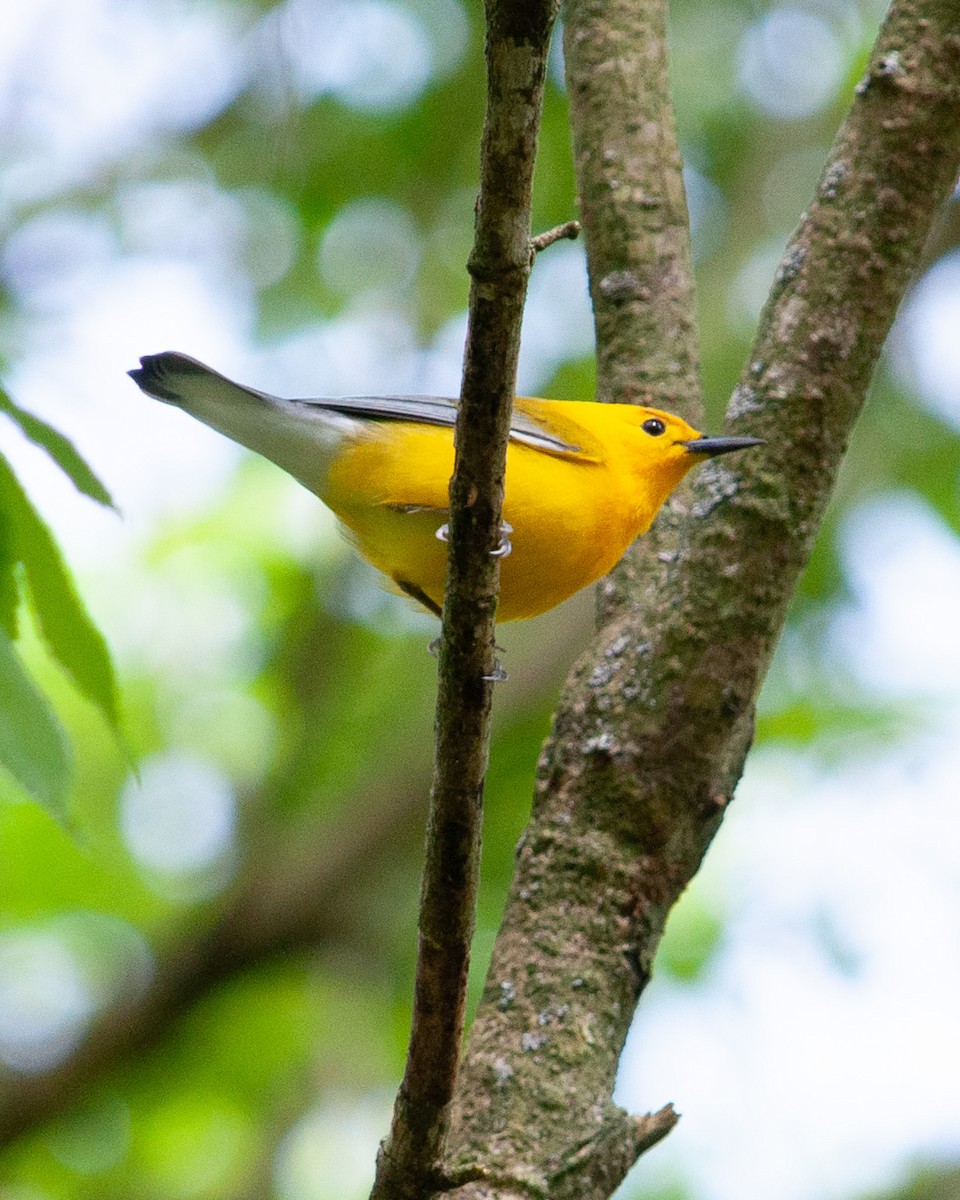 Prothonotary Warbler - ML635540701