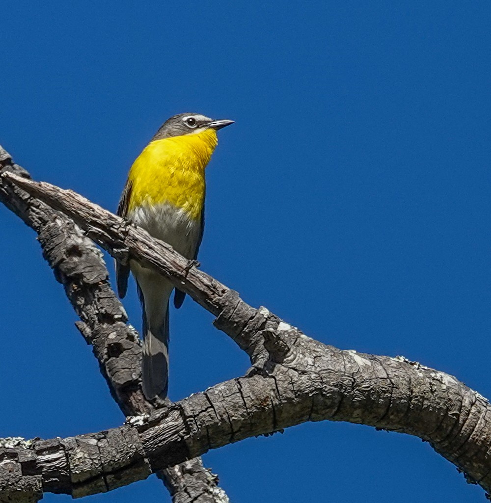Yellow-breasted Chat - ML635540764