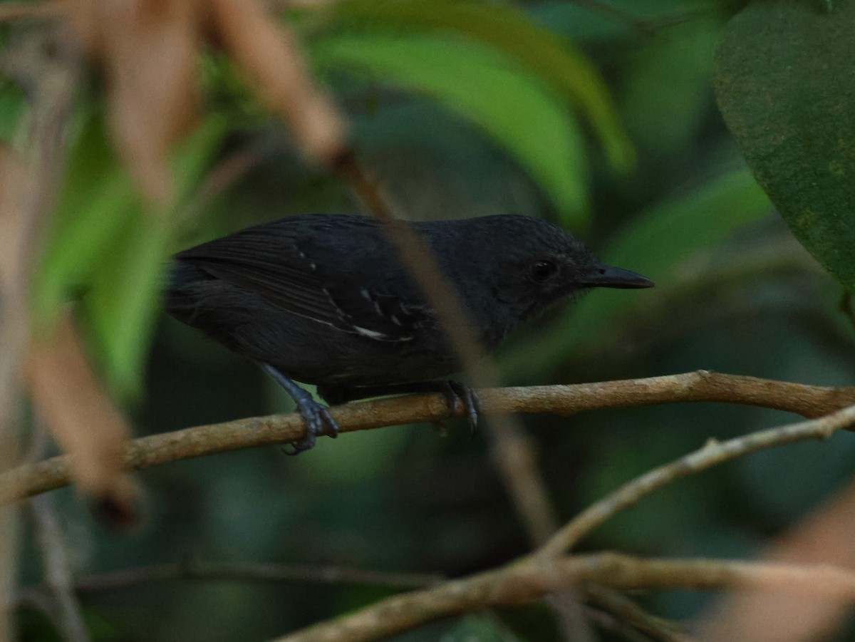 Blackish Antbird - ML635540813
